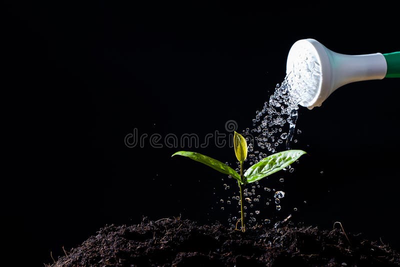 marijuna watering seedlings best practice most efficient marijuna watering seedlings best practice most efficient