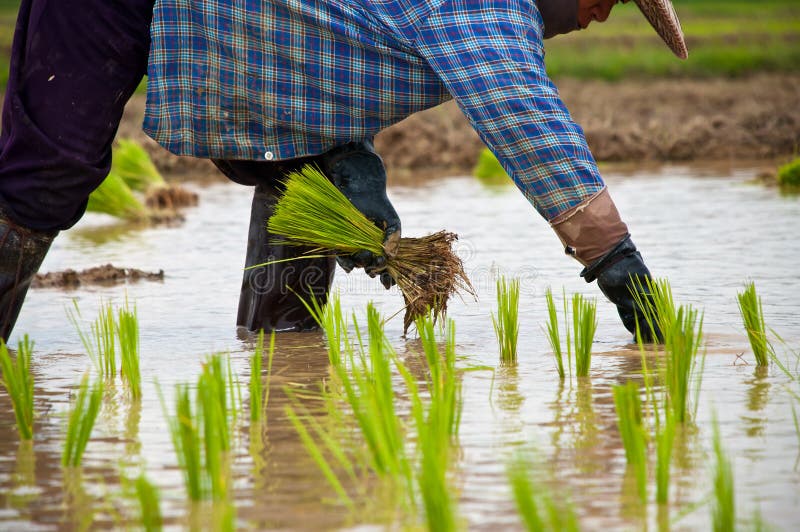 Farmers Working Planting Rice In The Paddy Field Editorial Stock Image Image Of Field Living