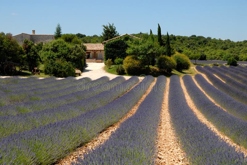 Farmhouse and lavender field in France