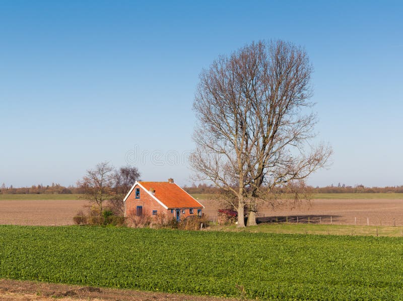 Farmhouse Next To an Old Tall and Bare Tree Stock Photo Image of grow