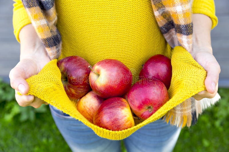 Agricoltura, giardinaggio, raccolto, declino un una donna mele sul autunno giardino.