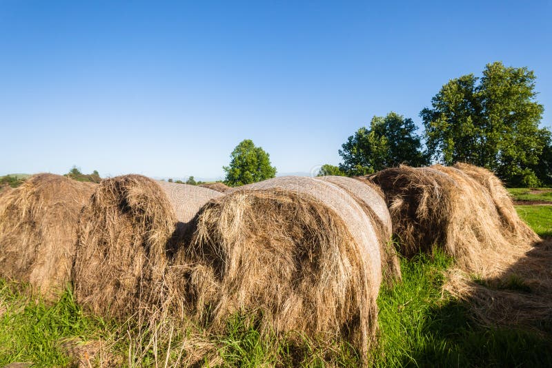 Farming Grass Bales Cattle Feed Stock Photo - Image of animals, harvest ...