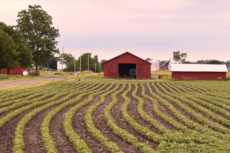 Rows of beans on farm stock photo. Image of line, farmland 12090668