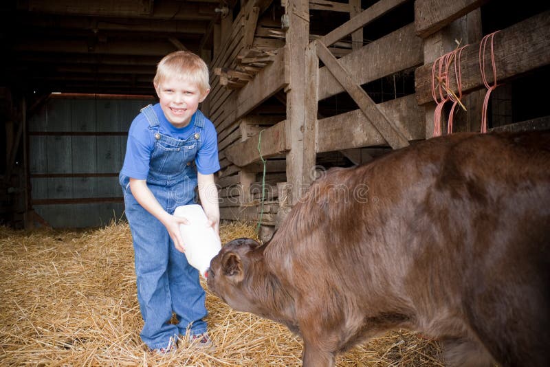 Little Boy Feeding Calf Hay Farm Stock Photos - Free & Royalty-Free ...