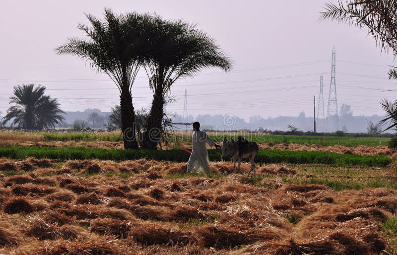 Farming by the Nile in Egypt Editorial Photography Image of farming