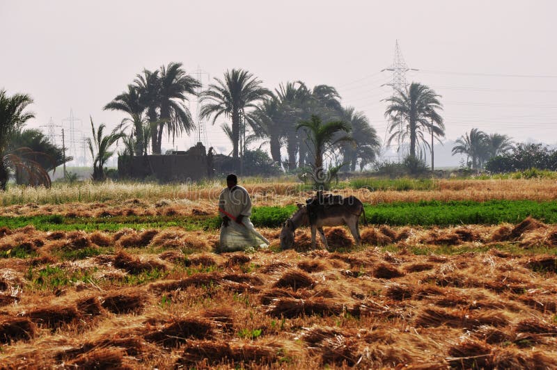 Farming by the Nile in Egypt Editorial Stock Photo Image of microsoft