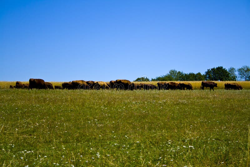 Farming Ranch Angus and Hereford Cattle in Bavaria, Germany Stock Image