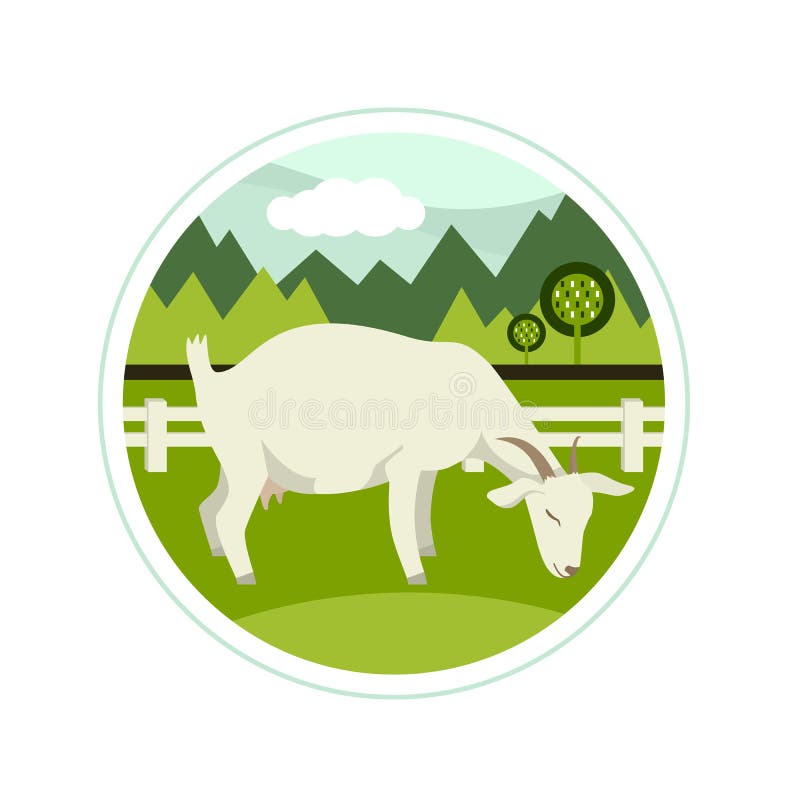 Farming today A White goat grazing on a green meadow Vector illustration