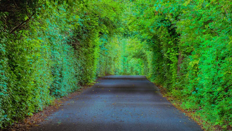 Farmington Plantation Wooded Lane, Louisville Kentucky royalty free stock photography Farmington Plantation Wooded Lane, Louisville Kentucky royalty free stock photography