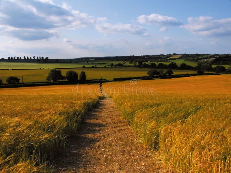Cereal crops in wales uk stock image. Image of objects 42482081