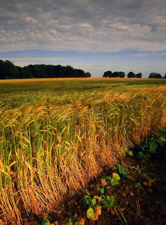 Farmland with cereal crops stock image. Image of crop 1431035