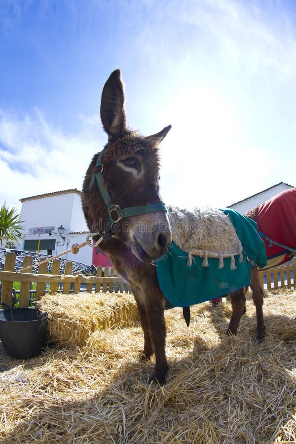 Farmland and Donkey