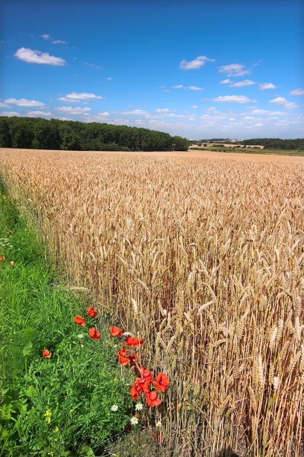 Farmland stock photo. Image of dark, healthy, natural 12745692