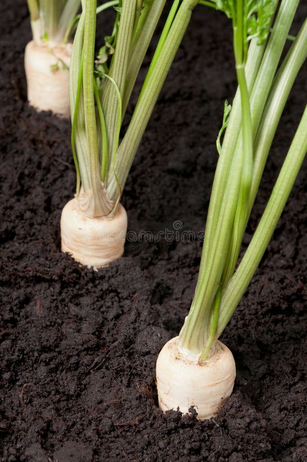 Parsley root stock image. Image of eating, board, harvested 137492487