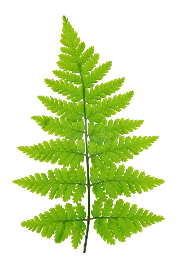 Farn stockbild. Bild von grün, pflanzen, nave, farn, organisch 40908199