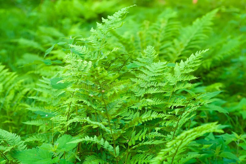 Farn im Wald stockfoto. Bild von nahaufnahme, organisch 32253282