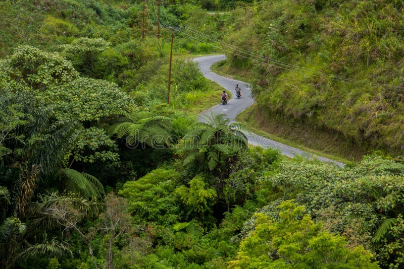 Farnbaum Cyathea podophylla im Wald von Samosir-Insel, Medan, Indonesien lizenzfreie stockbilder Farnbaum Cyathea podophylla im Wald von Samosir-Insel, Medan, Indonesien lizenzfreie stockbilder