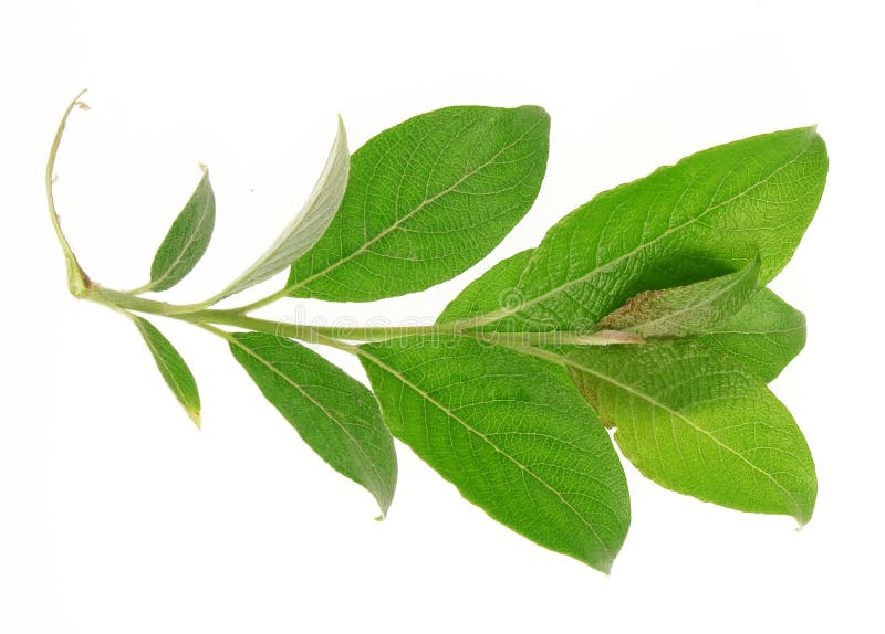 Espinho de salgueiro isolado imagem de stock