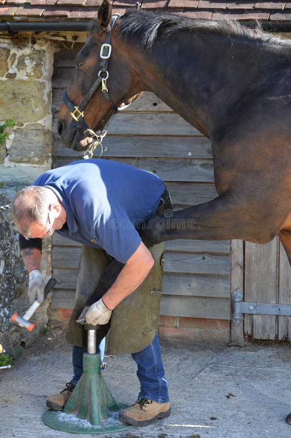 Farrier working on a horse. stock image Farrier working on a horse. stock image