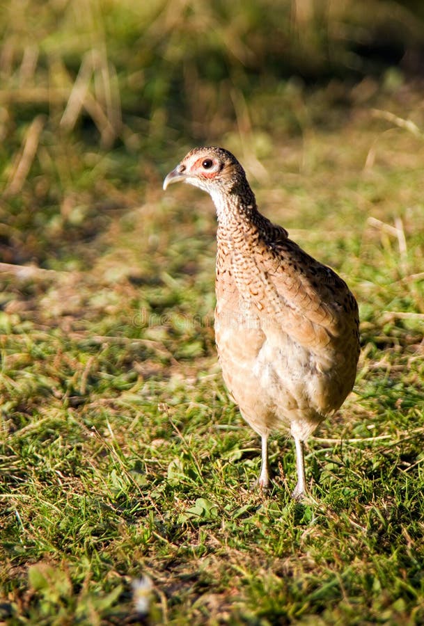 Fasan, der mit einem Auge schaut lizenzfreie stockfotos Fasan, der mit einem Auge schaut lizenzfreie stockfotos