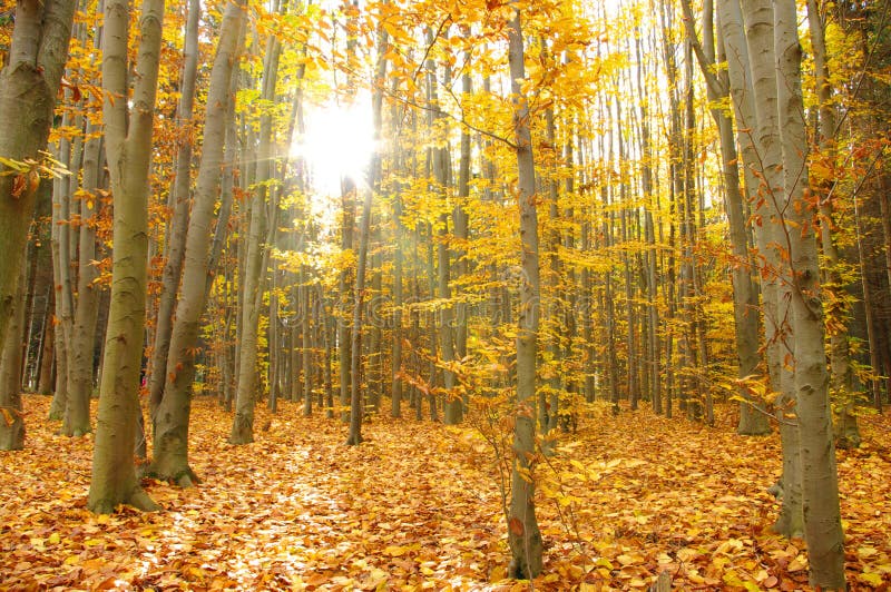 Sun beams and autumn forest. Sun beams and autumn forest