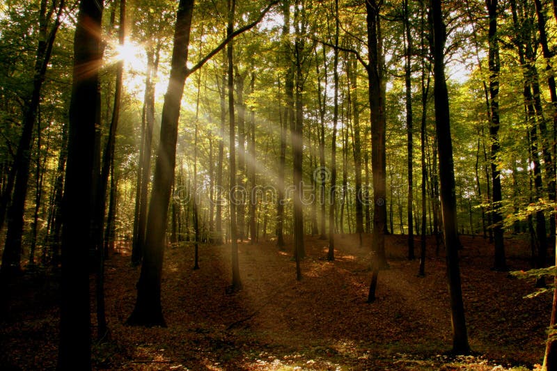 Sun beams in the woods on a crisp and clear autumn day. Sun beams in the woods on a crisp and clear autumn day