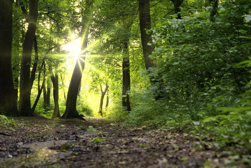 Sun beams in dark forest. Sun beams in dark forest