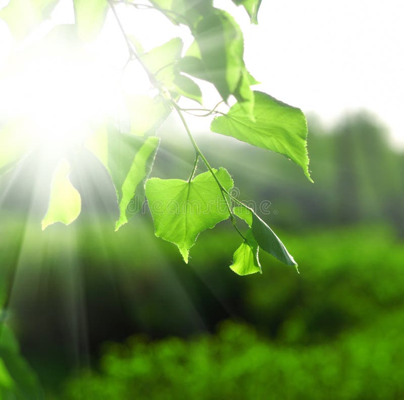 Sun beams and green leaves over bright background. Sun beams and green leaves over bright background