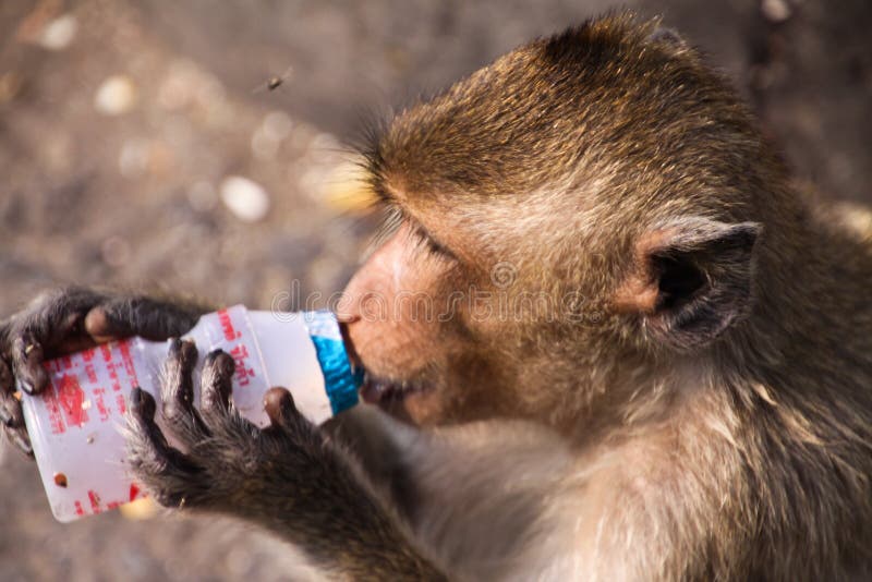 Fascicularis de Macaca de macaque de consommation de crabe buvant du yaourt de la bouteille en plastique dans la ville Lopburi de photos stock Fascicularis de Macaca de macaque de consommation de crabe buvant du yaourt de la bouteille en plastique dans la ville Lopburi de photos stock