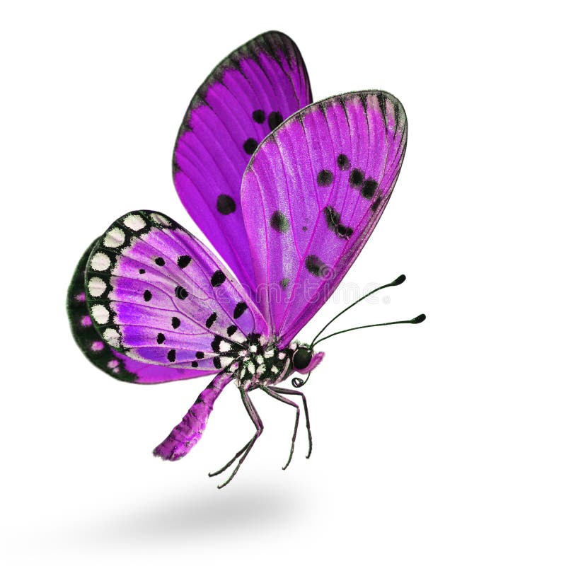 flying fancy purple butterfly with antenna big eyes wings body and long legs isolated on white background