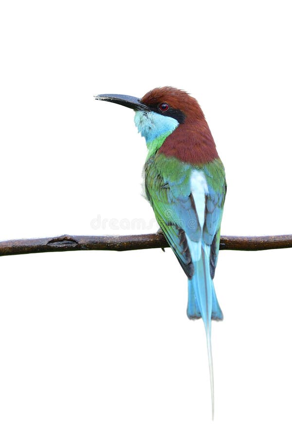 Fascinated green and brown bird with red eyes and pin tial calmly perching on wet branch isolated on white background, blue-