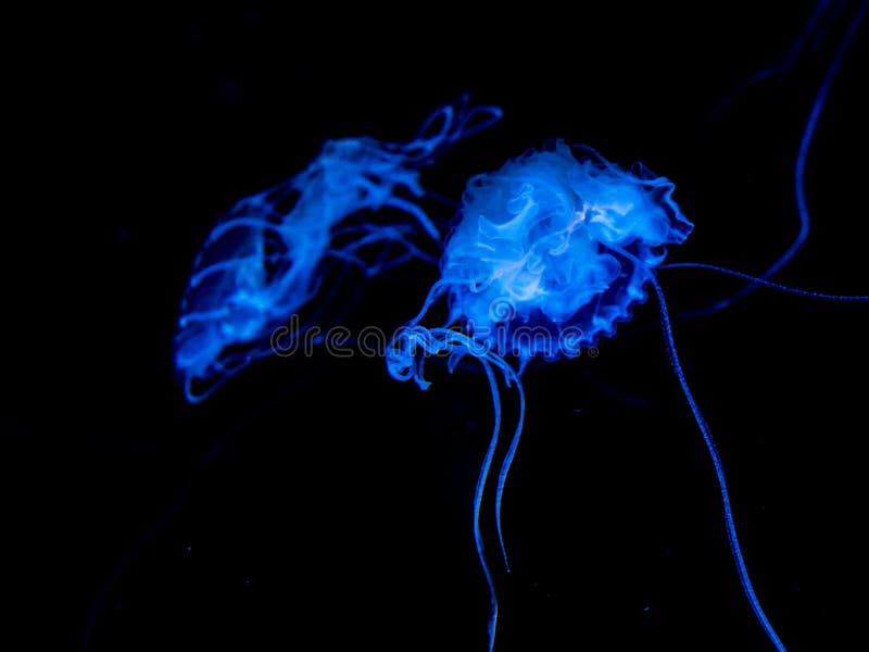 Fascinating Animals In An Aquarium In Berlin Germany Stock Image