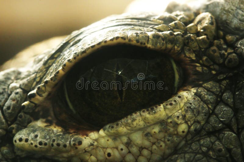 The fascinating depths of crocodiles eye