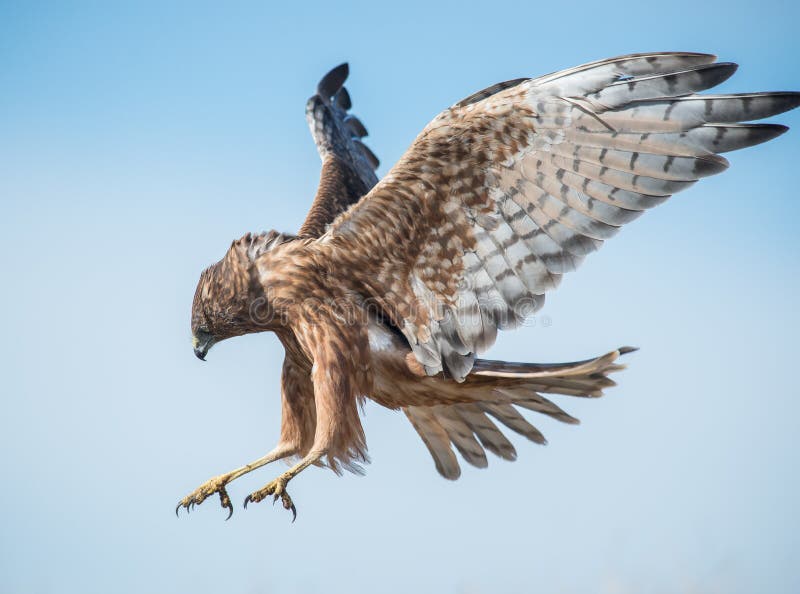 Fascinating low angle shot of a New Zealand wild hawk in the process of landing royalty free stock photos