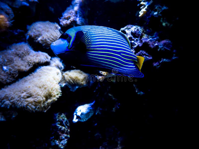 Fascinating Marine Creatures In An Aquarium In Berlin Germany