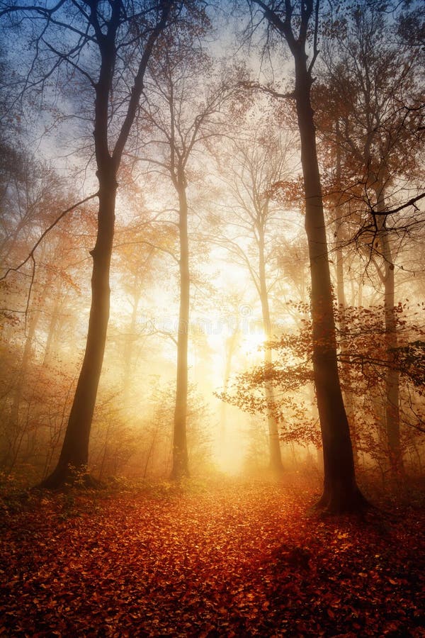 Fascinerend licht in een mistig bos