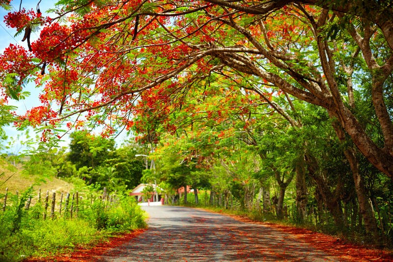 Fascinerende weg onder de schaduw van de bloeiende boom van Delonix Regia, die tot Pico Isabel de Torres, Dominicaanse Republiek
