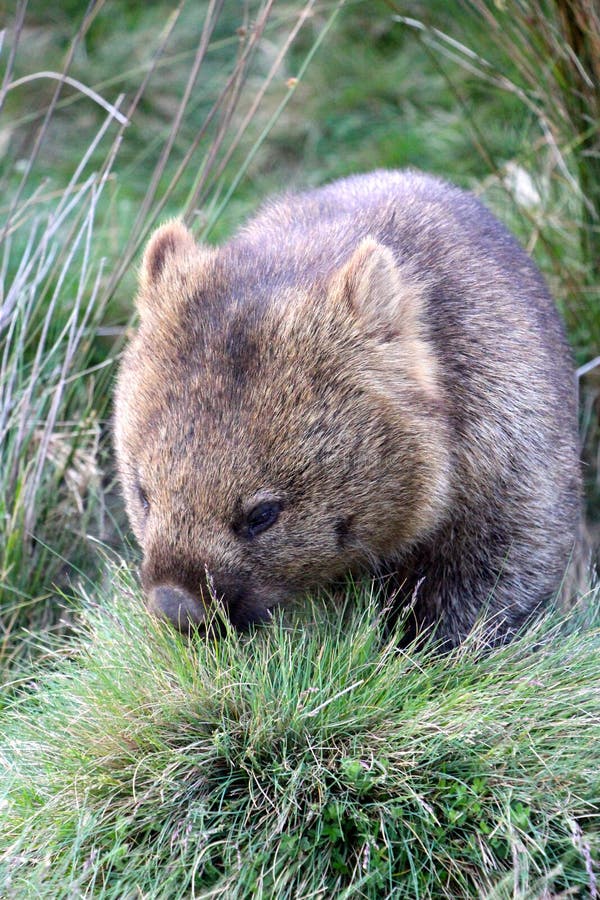 Fascolomo solitário que tem o jantar no parque nat do ional da montanha do berço imagem de stock Fascolomo solitário que tem o jantar no parque nat do ional da montanha do berço imagem de stock