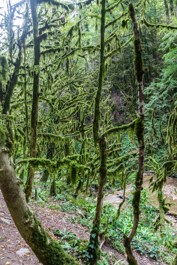Fascynująca podróż przez doliny siklawy w boxwood lesie, Krasnodar region, Rosja zdjęcie stock Fascynująca podróż przez doliny siklawy w boxwood lesie, Krasnodar region, Rosja zdjęcie stock