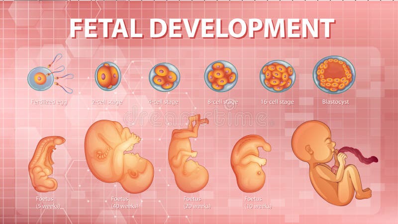 Fases Do Vetor Humano Do Diagrama Esquemático Do Desenvolvimento Fetal