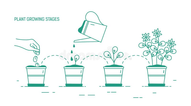 Fases cada vez mayor de planta en conserva - sembrando, germinación, riego de almácigos, floreciendo Ciclo de vida del houseplant stock de ilustración Fases cada vez mayor de planta en conserva - sembrando, germinación, riego de almácigos, floreciendo Ciclo de vida del houseplant stock de ilustración