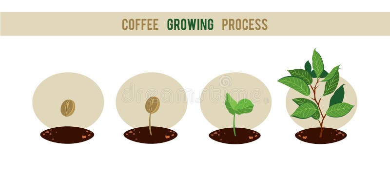 Fases da germinação da semente da planta ilustração royalty free Fases da germinação da semente da planta ilustração royalty free