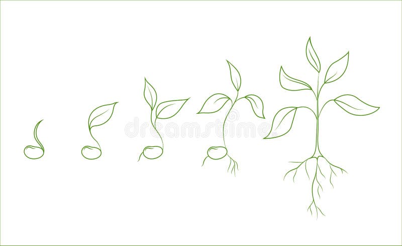 Fases del crecimiento vegetal de haba de riñón