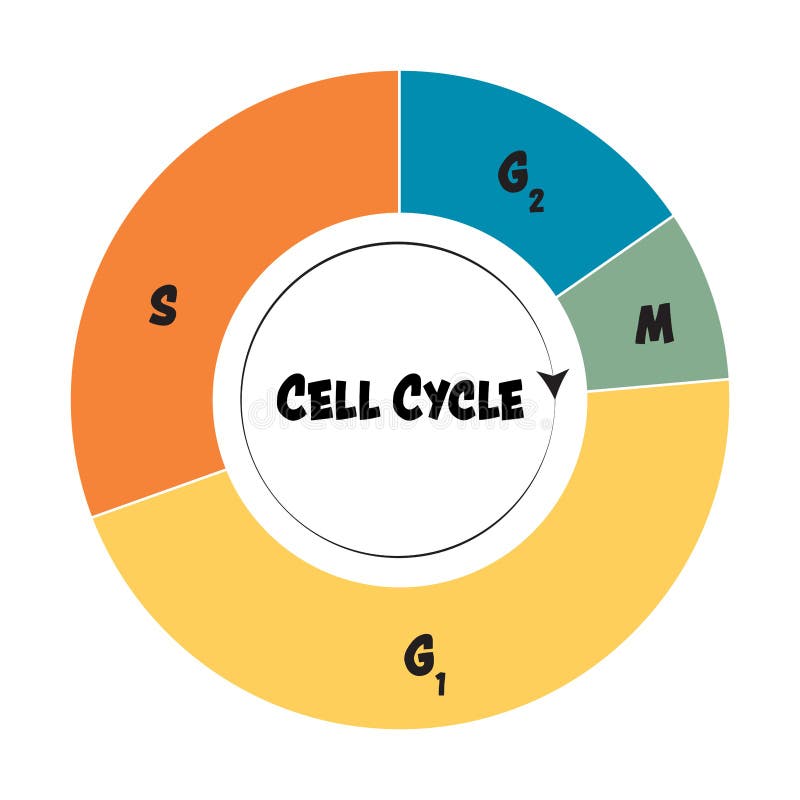 Fases do ciclo celular (artigo)