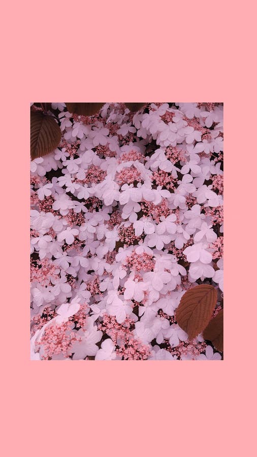 Fashion Aesthetic Wallpaper Phone. Bloom White Flowers Background. Spring  Summer Romantic Mood Stock Image - Image of flower, beige: 188328921
