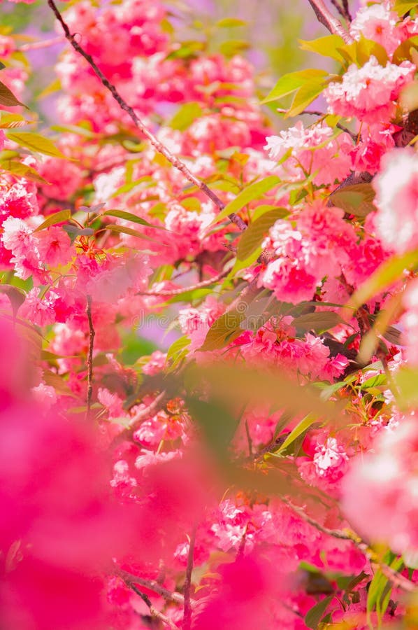 Fashion Aesthetics Outdoors. Pink Flowers. Cherry Blossom Tree Stock Image  - Image of aesthetic, sakura: 188293043