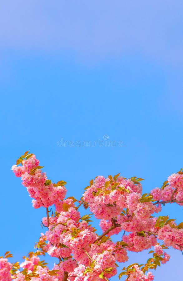 Fashion Aesthetics Wallpaper. Pink Flowers. Blue Sky. Cherry Blossom Tree. Stock Photo - Image of botany, wallpaper: 188293076 Fashion Aesthetics Wallpaper. Pink Flowers. Blue Sky. Cherry Blossom Tree. Stock Photo - Image of botany, wallpaper: 188293076