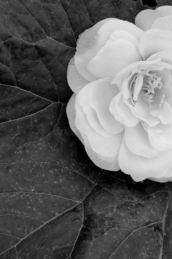 Fashion Black and White Wallpaper Rose. Minimalist Stock Image - Image of light, beautiful: 220700281 Fashion Black and White Wallpaper Rose. Minimalist Stock Image - Image of light, beautiful: 220700281