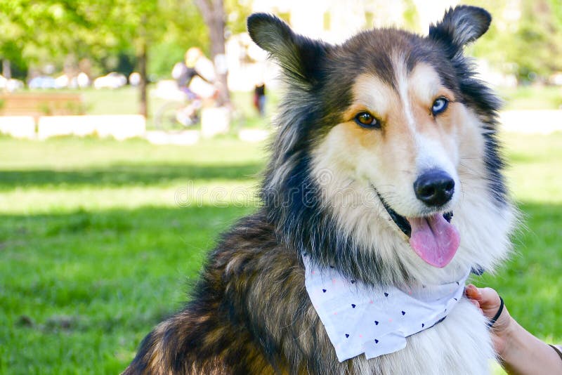Multicolored Feather Bandana-dog bandana-male dog bandana-female dog bandana-summer dog bandana-pretty dog bandana-spring bandana