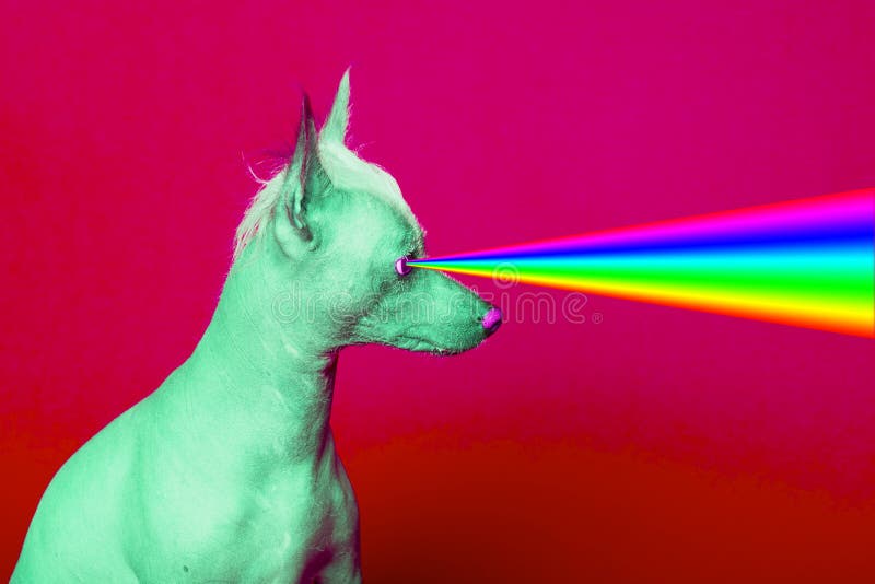 Fashion hipster Dog with rainbow lasers from eyes royalty free stock photography Fashion hipster Dog with rainbow lasers from eyes royalty free stock photography